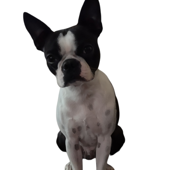 Prince Rogan Harris - Picture 3 of 7